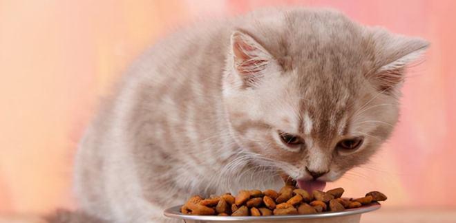猫咪绝育后吃猫粮吐出来（宠物健康问题）