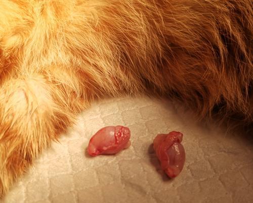 猫咪绝育后为什么需要打消炎针（保障宠物健康）