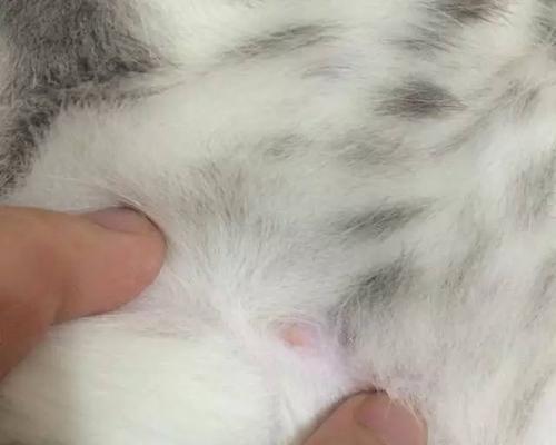 猫咪绝育后蛋蛋变软，应该注意什么（宠物爱好者必读）
