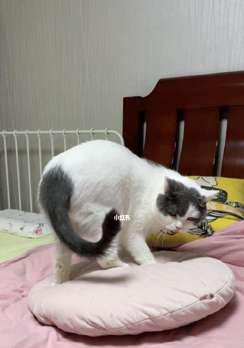 猫咪绝育后的变化（探究猫咪绝育对其行为）