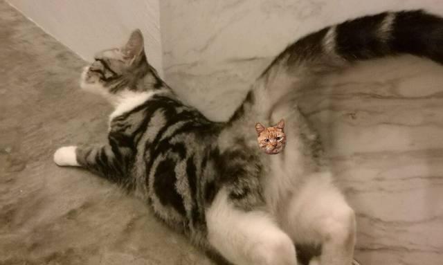 猫咪绝育后狂躁！怎么办（宠物主人必知的绝育后狂躁处理方法）
