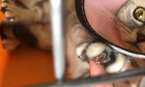 猫咪绝育后狂躁！怎么办（宠物主人必知的绝育后狂躁处理方法）