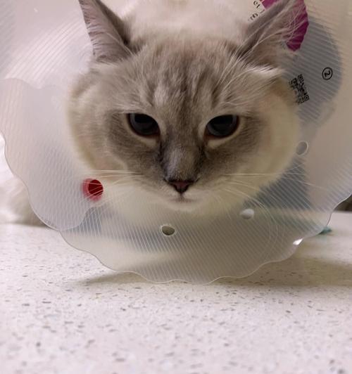 猫咪绝育后吐黄水，该怎么办（宠物健康必备知识）