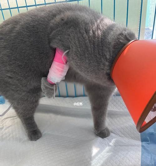 猫咪绝育后为何会拖屁股走（探究猫咪绝育后出现的异常行为与防范措施）