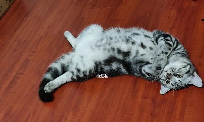 猫咪绝育后的安全问题（猫咪绝育后也要注意这些问题）