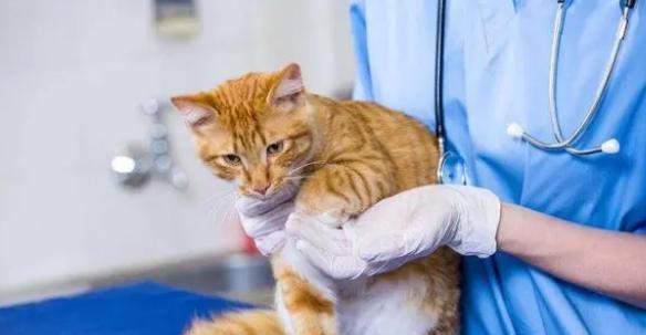 猫咪绝育后的安全问题（猫咪绝育后也要注意这些问题）