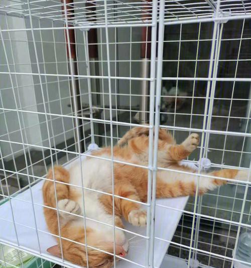 猫咪绝育后笼养的注意事项（宠物的健康需要我们的呵护）