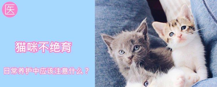 绝育后的猫咪还会发情吗（探究猫咪绝育对发情的影响及绝育后的护理技巧）