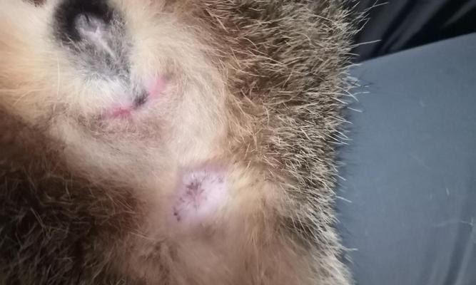 猫咪绝育后的尿失禁问题（为什么猫咪绝育了之后会乱尿）