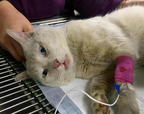 猫咪绝育后的尿失禁问题（为什么猫咪绝育了之后会乱尿）