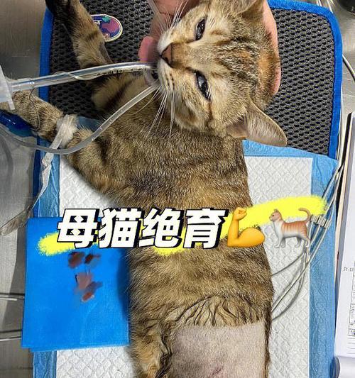 猫咪绝育前的必要检查（了解生化指标）