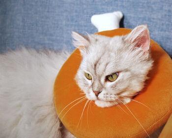 猫咪绝育全过程哭了，让你了解宠物手术的真实情况（探秘猫咪绝育手术的全过程）