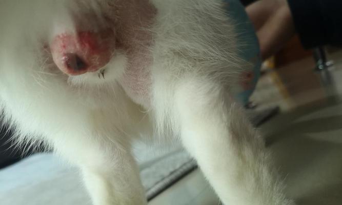 猫咪绝育后伤口脓了该怎么办（宠物养护常识）