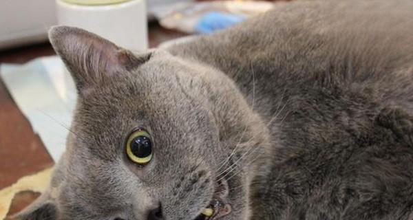 猫咪绝育手术时间解析（宠物主人必读！猫咪绝育手术需要多长时间）