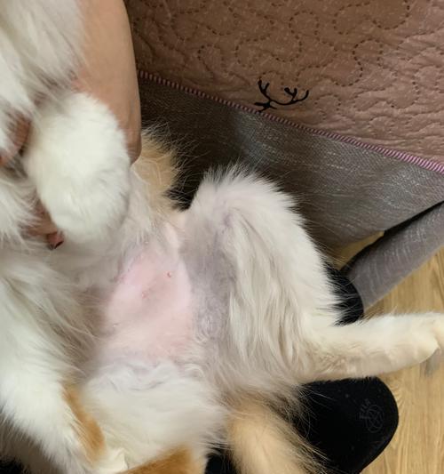 小猫绝育手术（宠物爱护从小事做起）