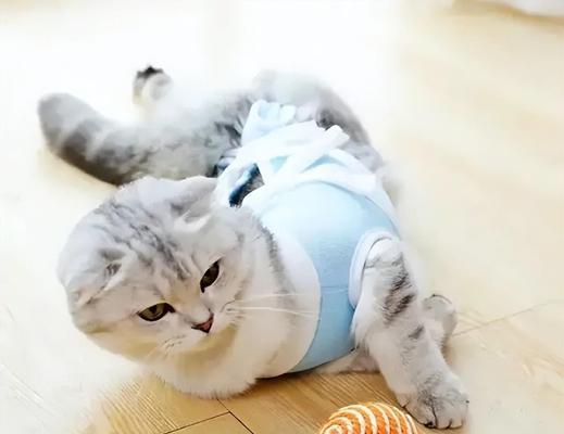 猫咪绝育，爱护宠物从我做起（宠物繁殖问题）