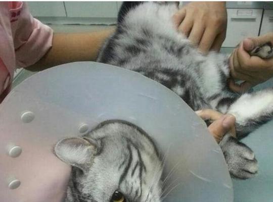 为什么以猫咪绝育一定要穿手术服？
