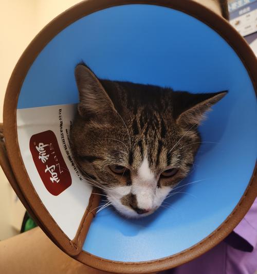 猫咪绝育后应用药物（让你的宠物更健康）