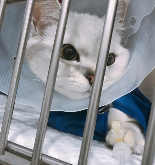 猫咪绝育后应用药物（让你的宠物更健康）