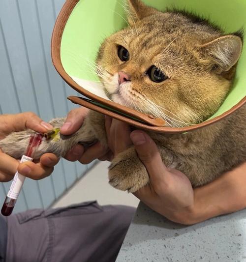 猫咪绝育前的生化检查是否必要（以宠物为主）