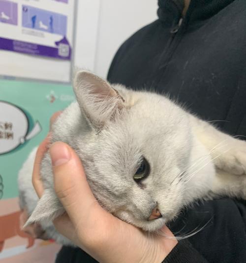 猫咪绝育前的生化检查是否必要（以宠物为主）