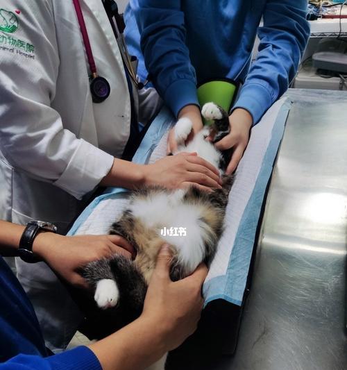 猫咪绝育前的生化检查是否必要（以宠物为主）