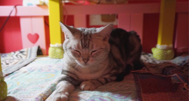 畅游猫咪咖啡馆世界（从宠物文化角度解析猫咪咖啡馆的魅力）