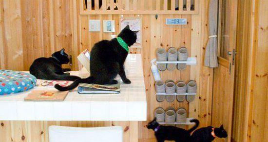 畅游猫咪咖啡馆世界（从宠物文化角度解析猫咪咖啡馆的魅力）