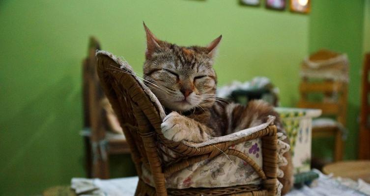 猫咪咖啡馆的趣事与亮点（猫咪咖啡馆的趣事与亮点）