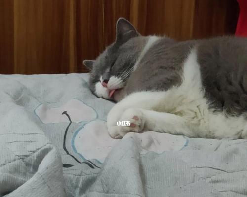 猫咪卡喉吐不出来（宠物主人必看！如何避免猫咪卡喉吐不出来）