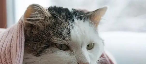 猫咪卡喉吐不出来（宠物主人必看！如何避免猫咪卡喉吐不出来）