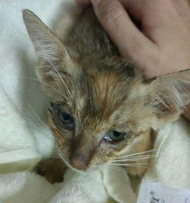 如何治疗猫咪多眼屎（药物治疗和日常护理）