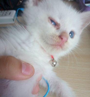 如何治疗猫咪多眼屎（药物治疗和日常护理）