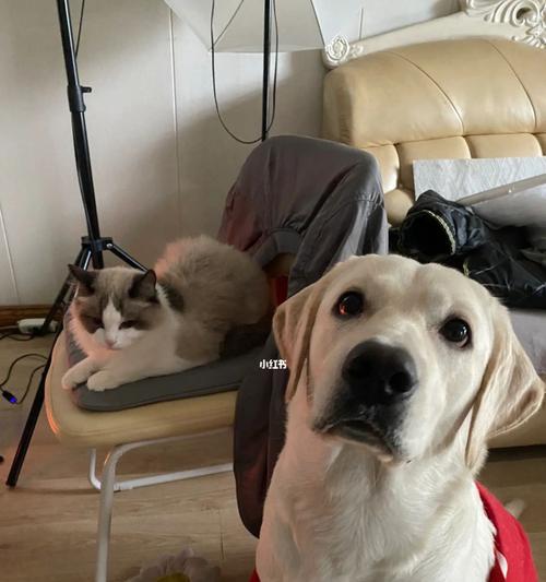 猫咪目睹狗被暴打，救助难，宠物如何保护（以猫咪的角度看待宠物保护的问题）