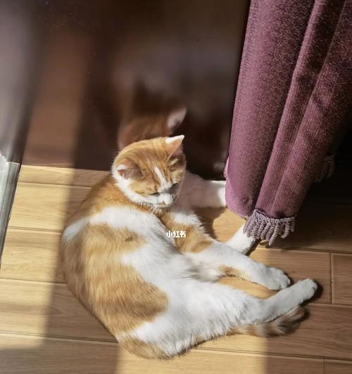 小小猫咪的奇妙冒险（宠物的快乐生活）