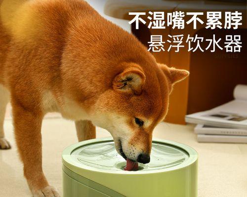 为什么猫咪靠近水盆却不喝水（揭秘猫咪喝水习惯与健康需求）