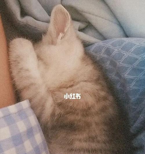 猫咪睡在你手臂上的意义与方法（了解如何让你的宠物更喜欢你接近他们）