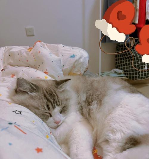猫咪睡在你手臂上的意义与方法（了解如何让你的宠物更喜欢你接近他们）