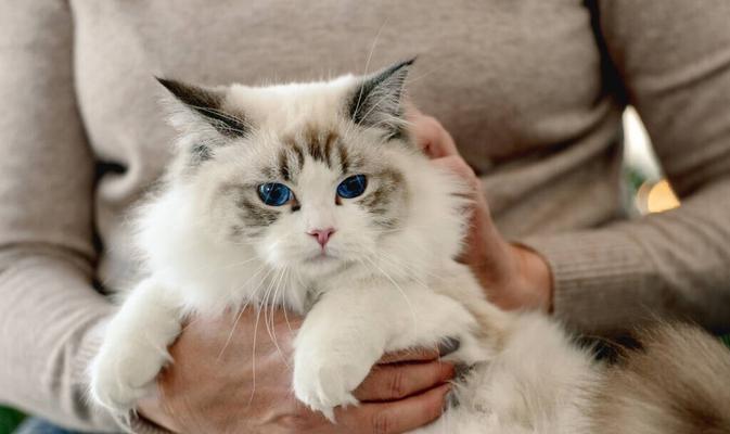 猫咪咳嗽抽血有炎症！如何保护宠物健康（猫咪健康问题）