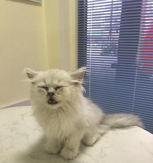 猫咪咳嗽抽血有炎症！如何保护宠物健康（猫咪健康问题）