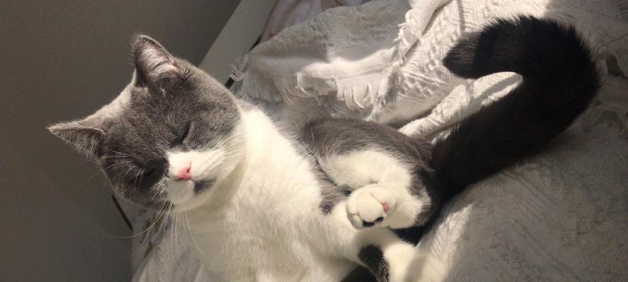 如何帮助宠物猫咪缓解咳嗽（猫咪咳嗽的原因及治疗方法）