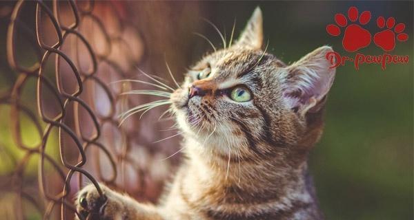 如何帮助宠物猫咪缓解咳嗽（猫咪咳嗽的原因及治疗方法）