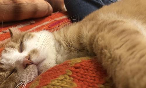 如何处理宠物猫咳嗽和呕吐问题（解决宠物猫吐出毛发堵塞呼吸道的问题）