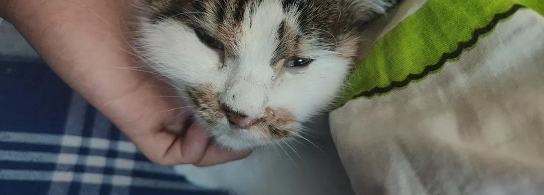如何处理宠物猫咳嗽和呕吐问题（解决宠物猫吐出毛发堵塞呼吸道的问题）