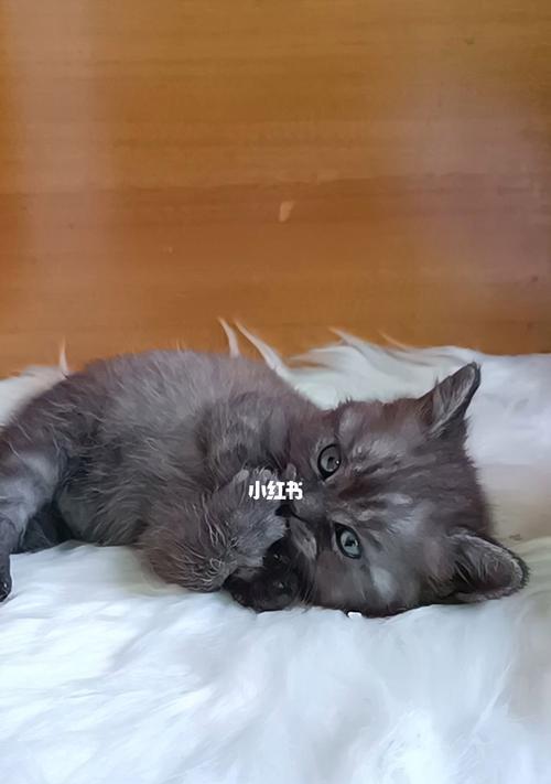 猫咪驱虫频率探究（半个月驱虫是否适宜）