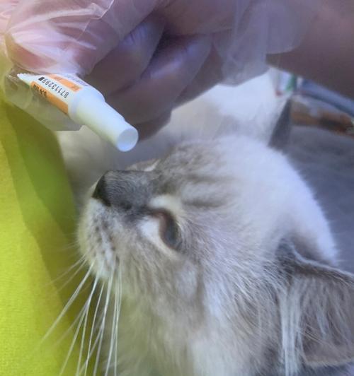猫咪驱虫频率探究（半个月驱虫是否适宜）