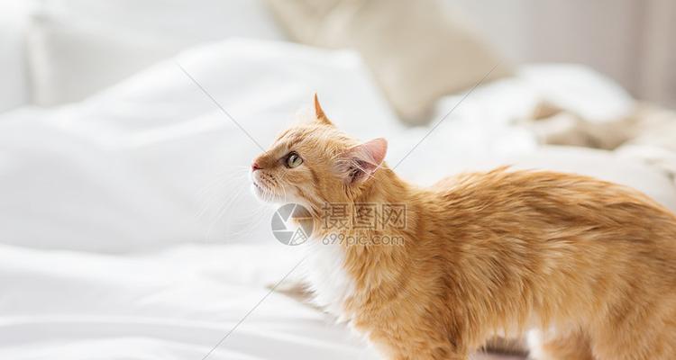 猫咪睡在主人床上（从健康和行为角度看待猫咪睡在主人床上的利弊）