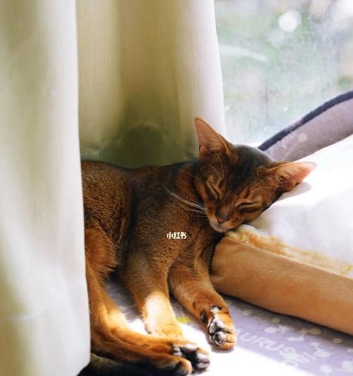 猫咪睡在主人床上（从健康和行为角度看待猫咪睡在主人床上的利弊）