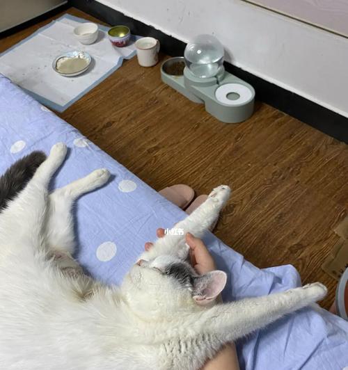 猫咪睡在主人床上（从健康和行为角度看待猫咪睡在主人床上的利弊）