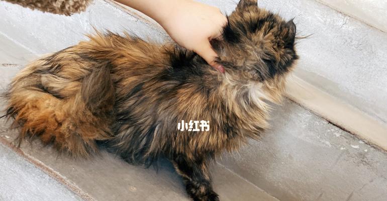 保护宠物和家人健康，了解猫咪可能携带的疾病（掌握关键知识）